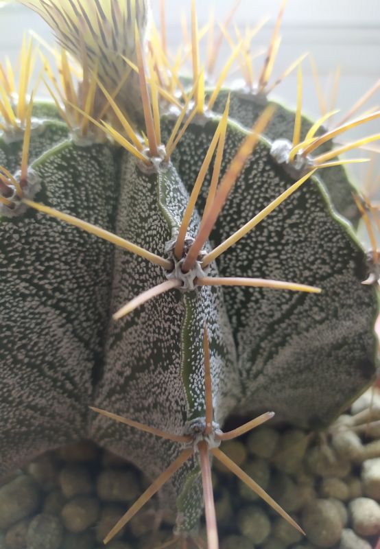 A photo of Astrophytum ornatum