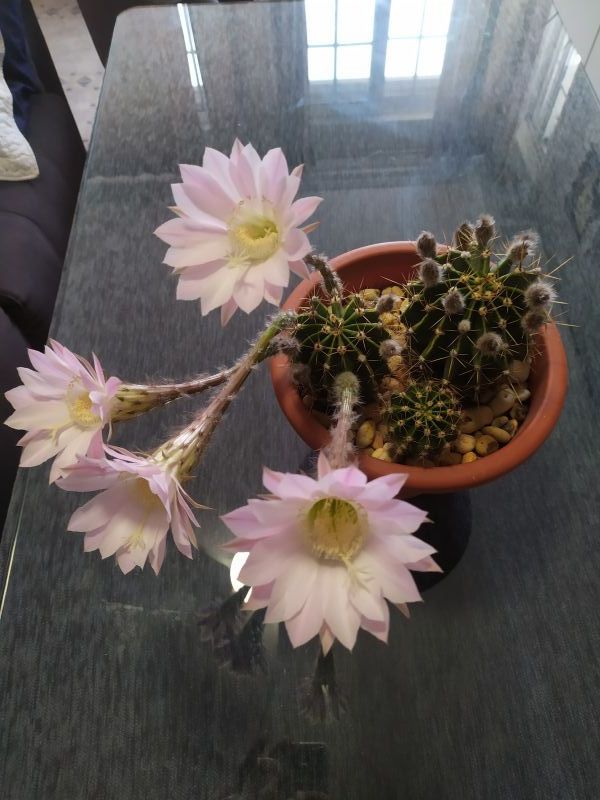 A photo of Echinopsis oxygona