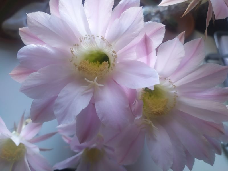 A photo of Echinopsis oxygona