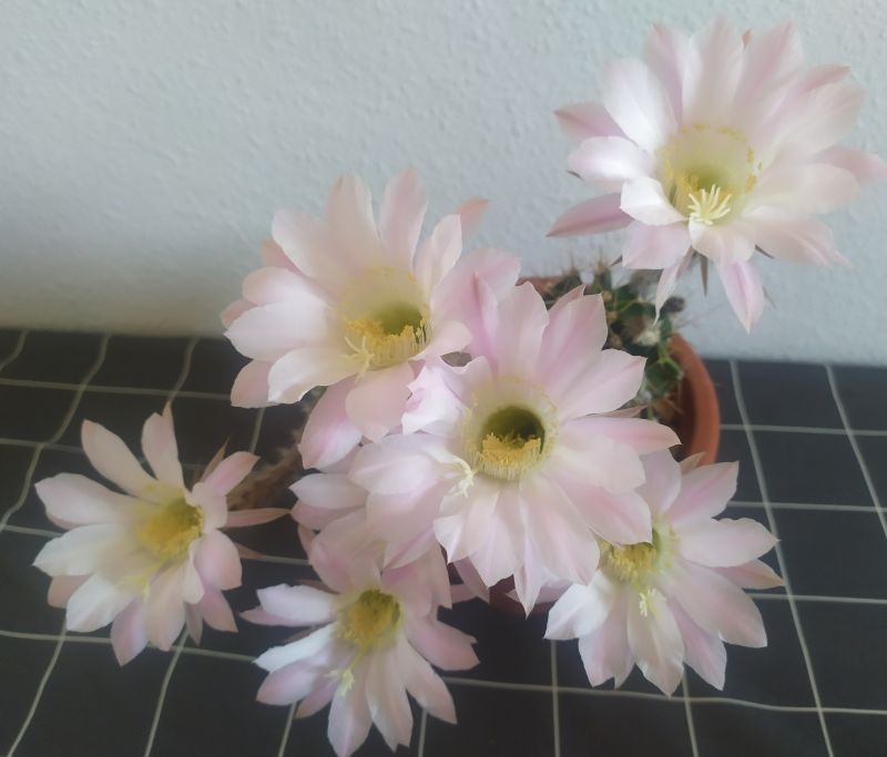 A photo of Echinopsis oxygona