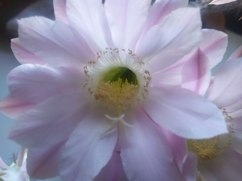 A photo of Echinopsis oxygona