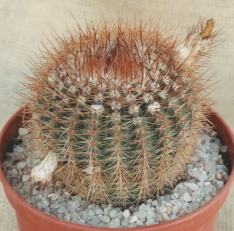 Una foto de Parodia erubescens