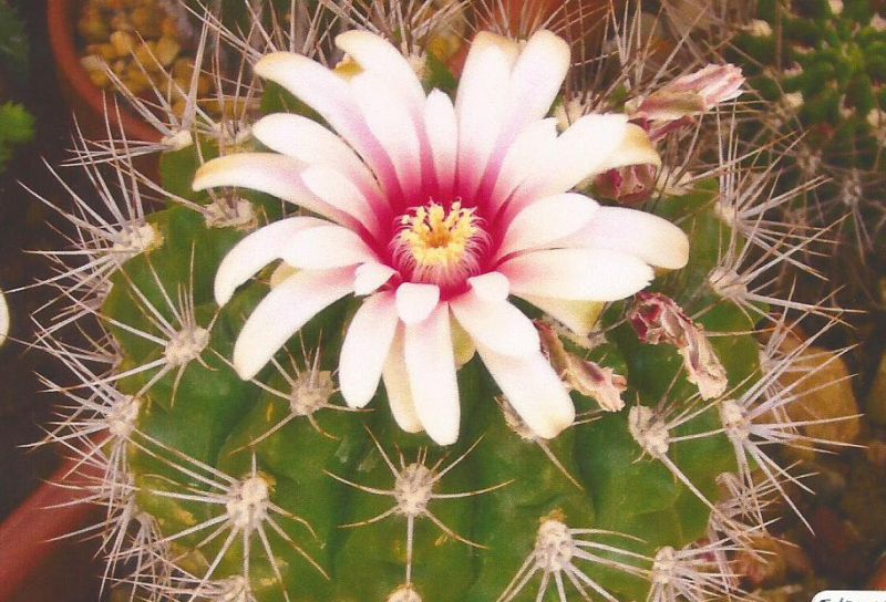 A photo of Gymnocalycium mostii subsp. valnicekianum