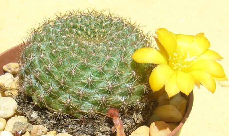 Una foto de Rebutia marsoneri