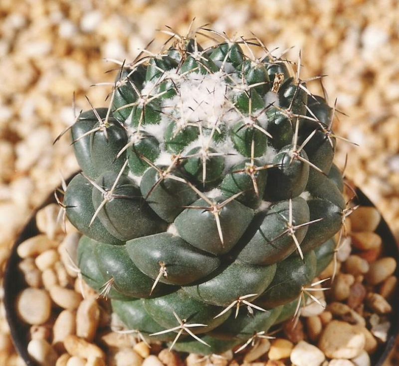 Una foto de Coryphantha maiz-tablasensis