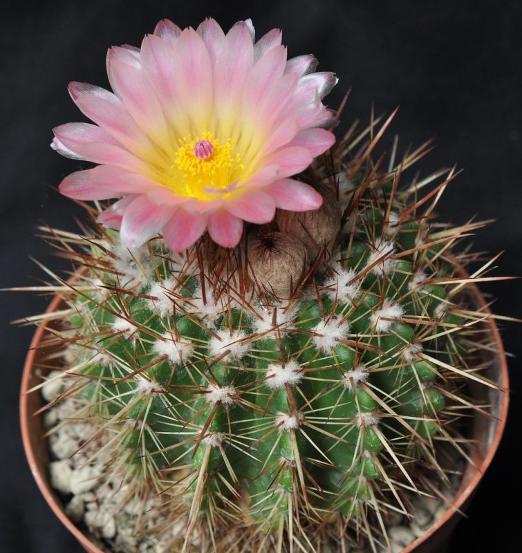 A photo of Parodia roseolutea