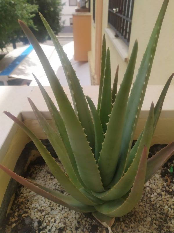 Una foto de Aloe vera