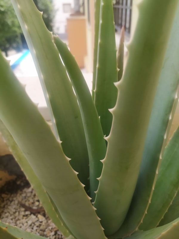 Una foto de Aloe vera