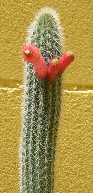 Foto de un cactus que se está identificando actualmente