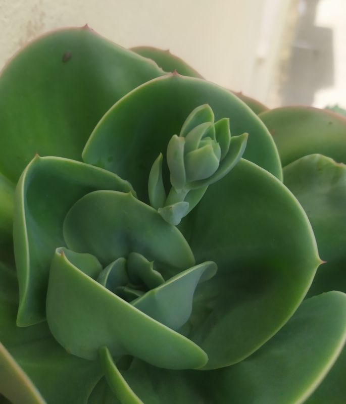 Una foto de Echeveria Mandala (HIBRIDO)
