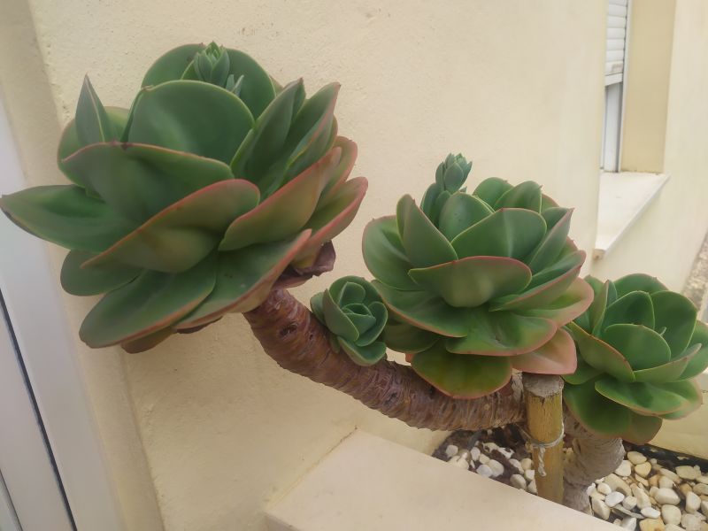Una foto de Echeveria Mandala (HIBRIDO)
