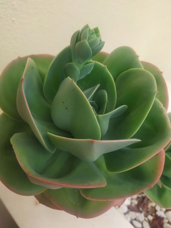Una foto de Echeveria Mandala (HIBRIDO)