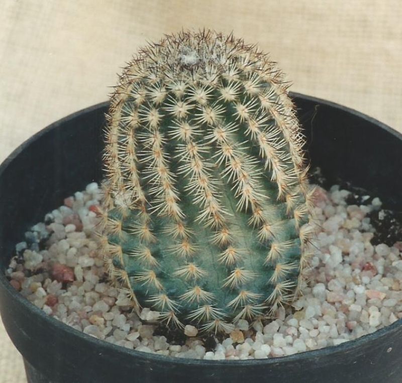 A photo of Echinocereus reichenbachii var. fitchii 