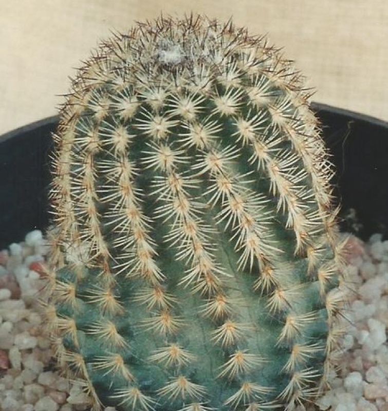 A photo of Echinocereus reichenbachii var. fitchii 