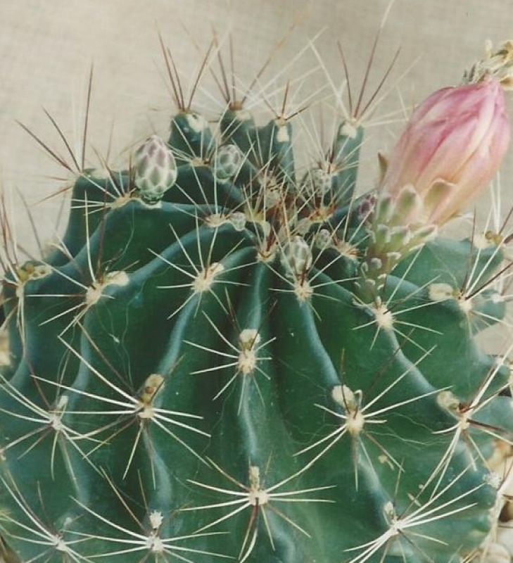A photo of Thelocactus setispinus