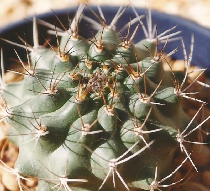Photo of a cactus currently being identified