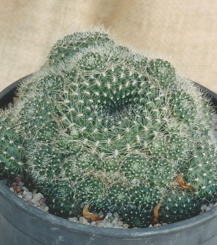 Foto de un cactus que se está identificando actualmente