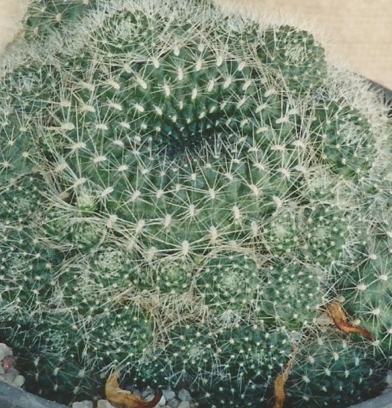Foto de un cactus que se está identificando actualmente