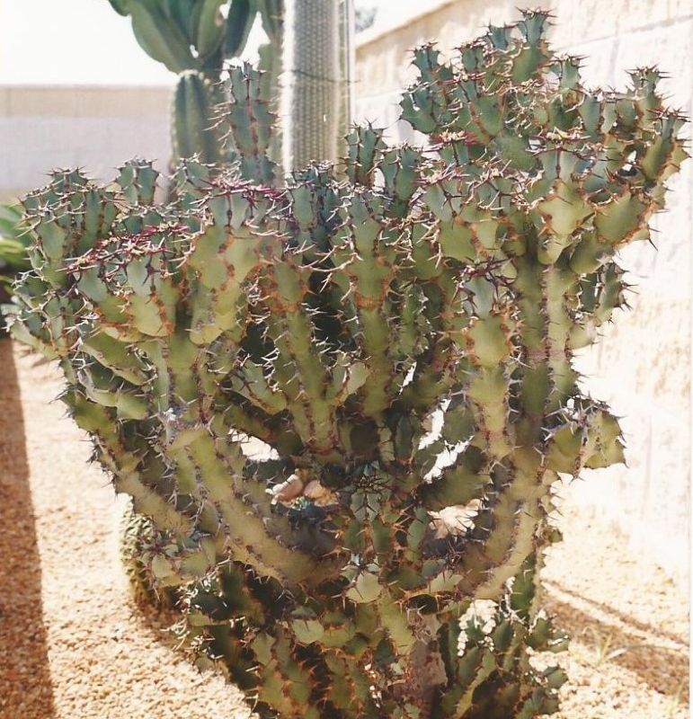 Una foto de Euphorbia caerulescens