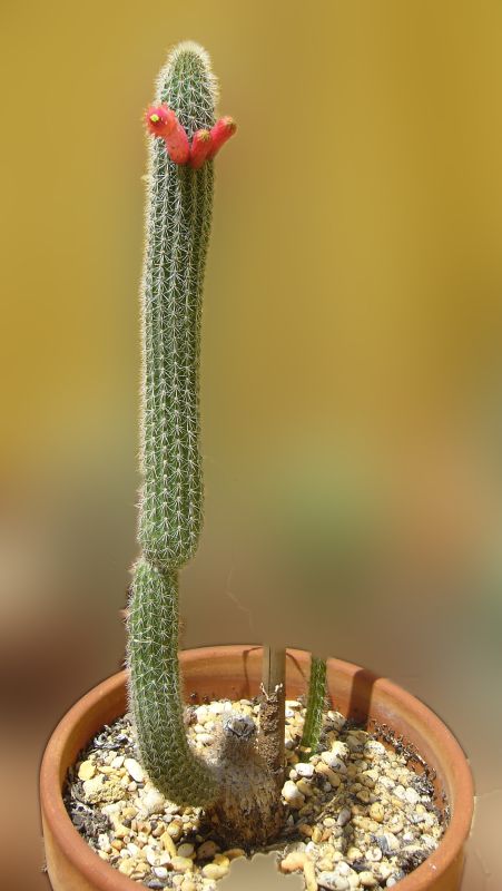 Foto de un cactus que se está identificando actualmente