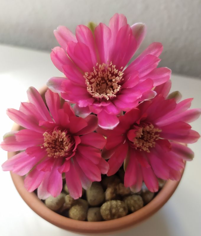 Una foto de Gymnocalycium baldianum