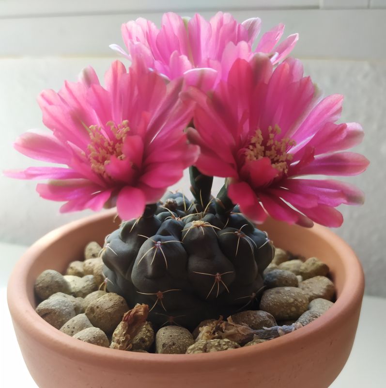 Una foto de Gymnocalycium baldianum