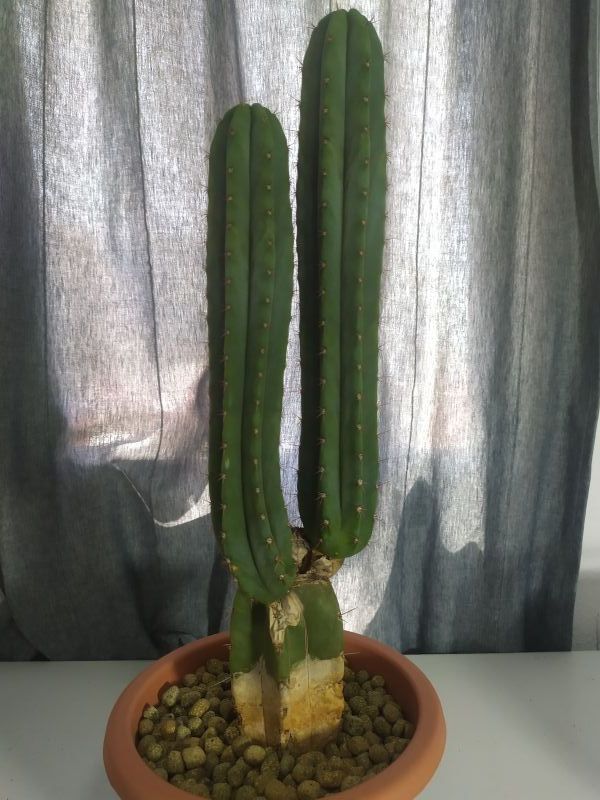 Una foto de Echinopsis pachanoi