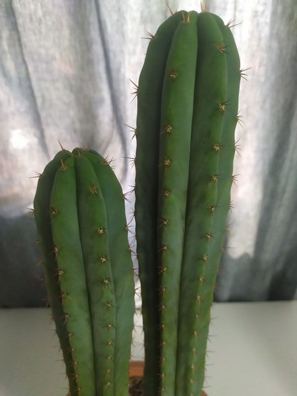 Una foto de Echinopsis pachanoi