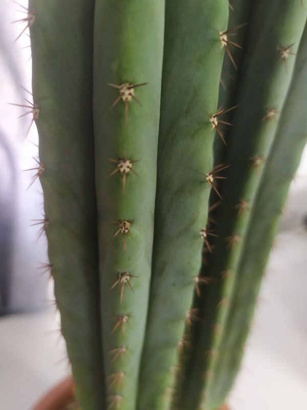 Una foto de Echinopsis pachanoi