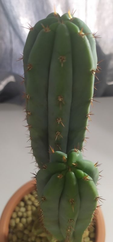 Una foto de Echinopsis pachanoi