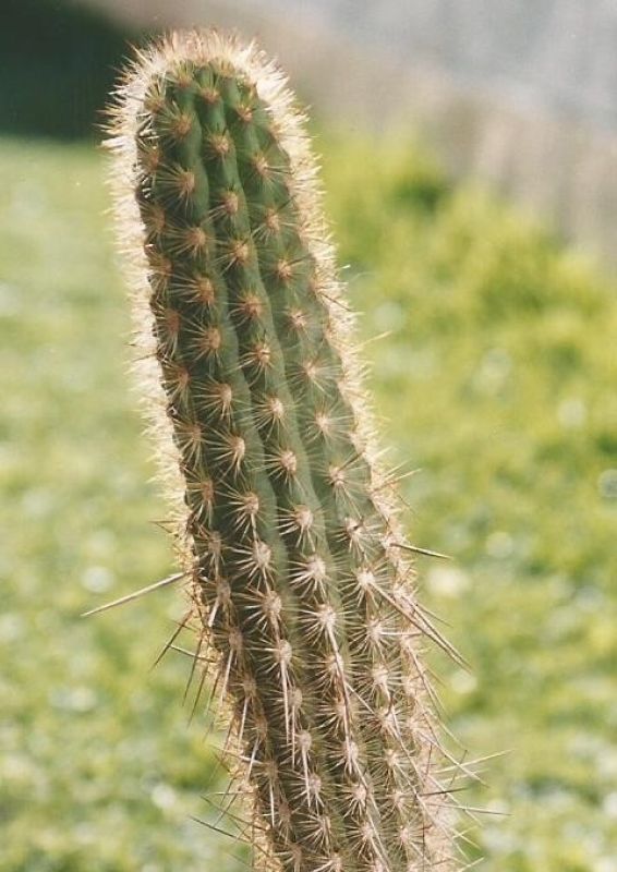 Una foto de Haageocereus acranthus