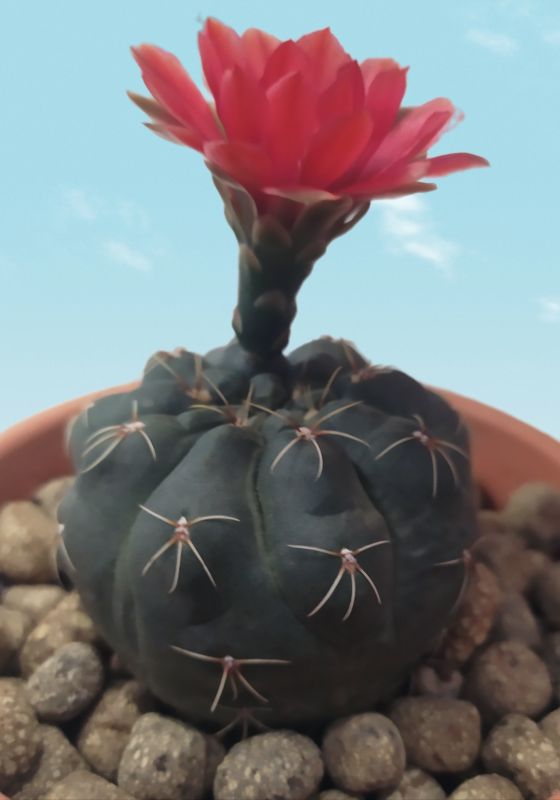 Una foto de Gymnocalycium baldianum