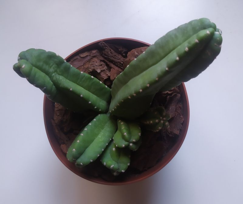 A photo of Echinocereus scheeri var. gentryi