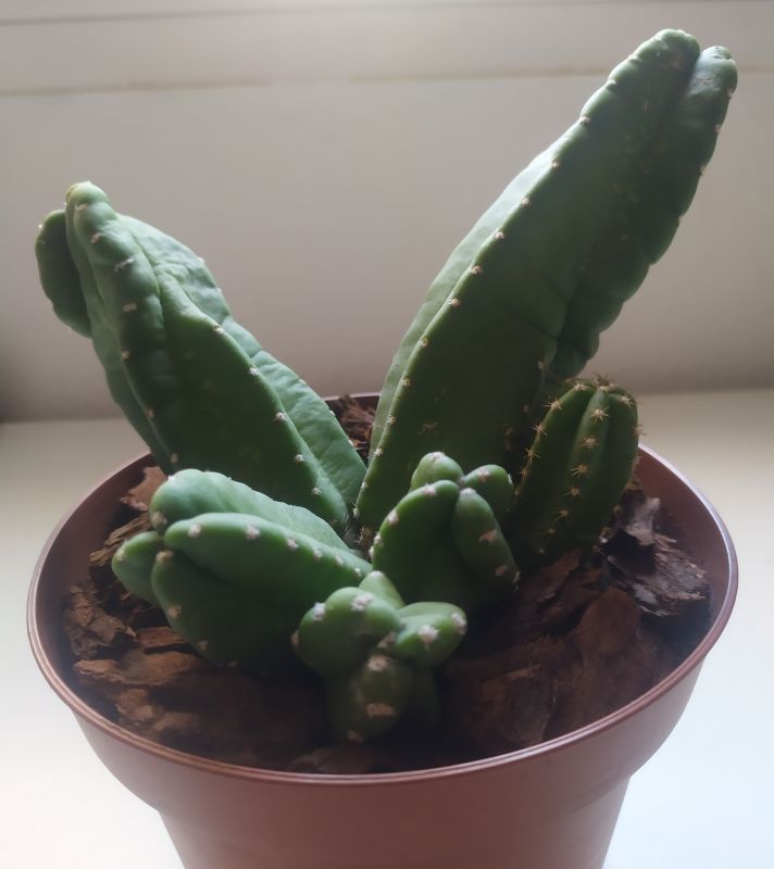 A photo of Echinocereus scheeri var. gentryi