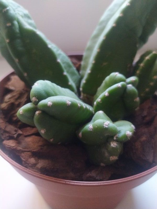 A photo of Echinocereus scheeri var. gentryi