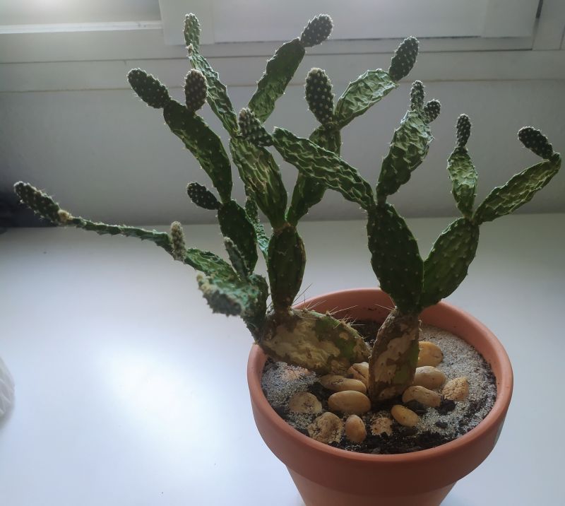 Photo of a cactus currently being identified
