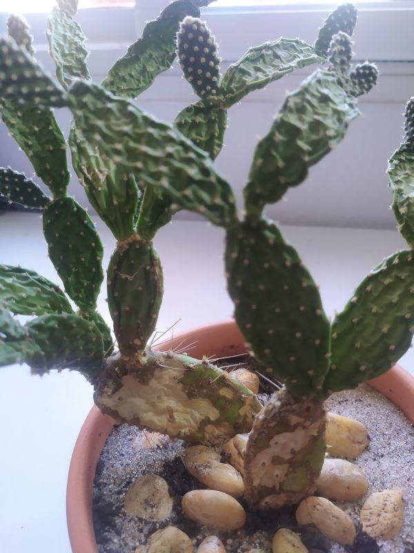 Photo of a cactus currently being identified