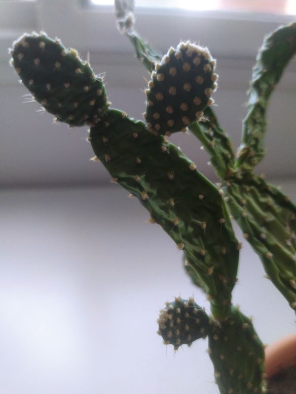 Photo of a cactus currently being identified