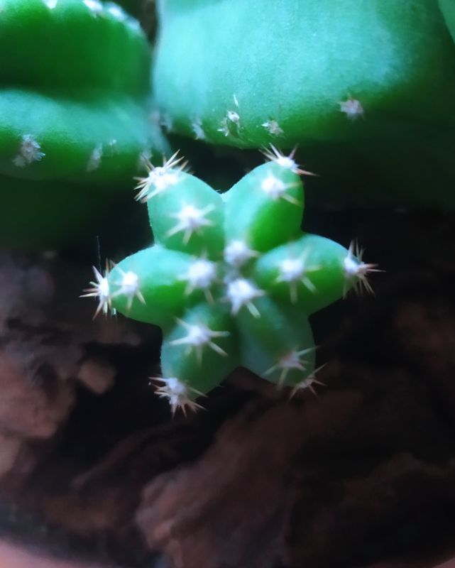 A photo of Echinocereus scheeri var. gentryi