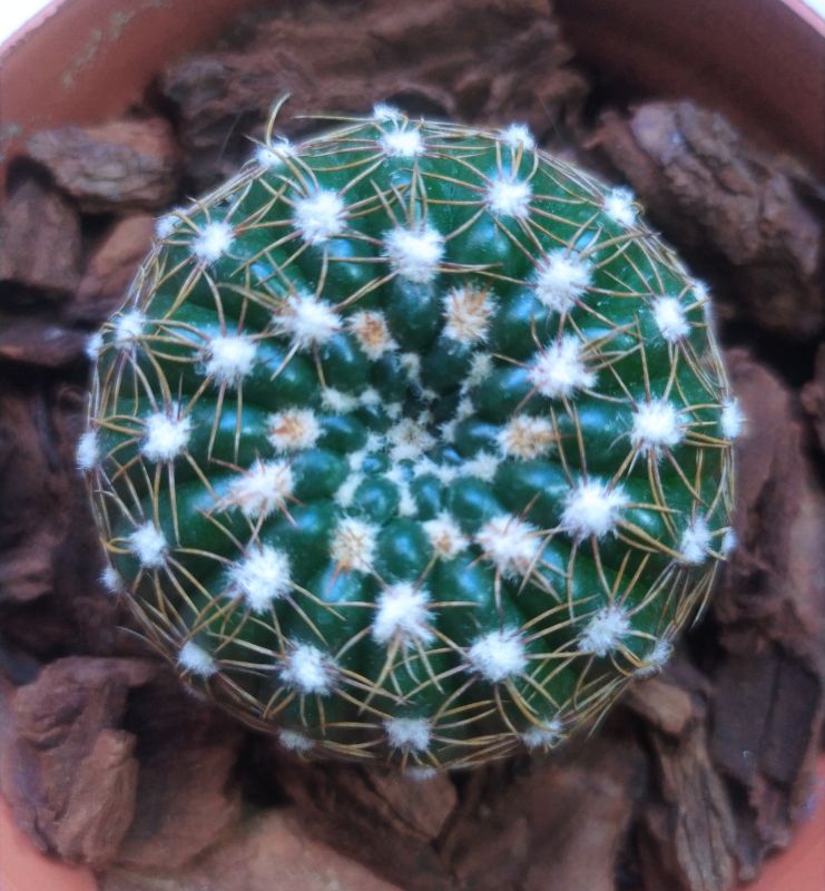 Una foto de Notocactus uebelmannianus