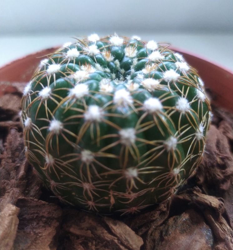 Una foto de Notocactus uebelmannianus