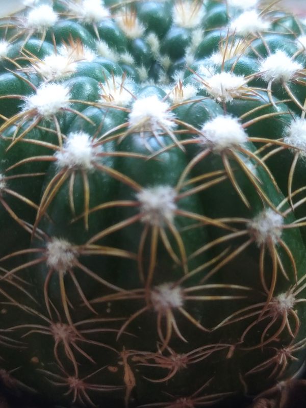 Una foto de Notocactus uebelmannianus