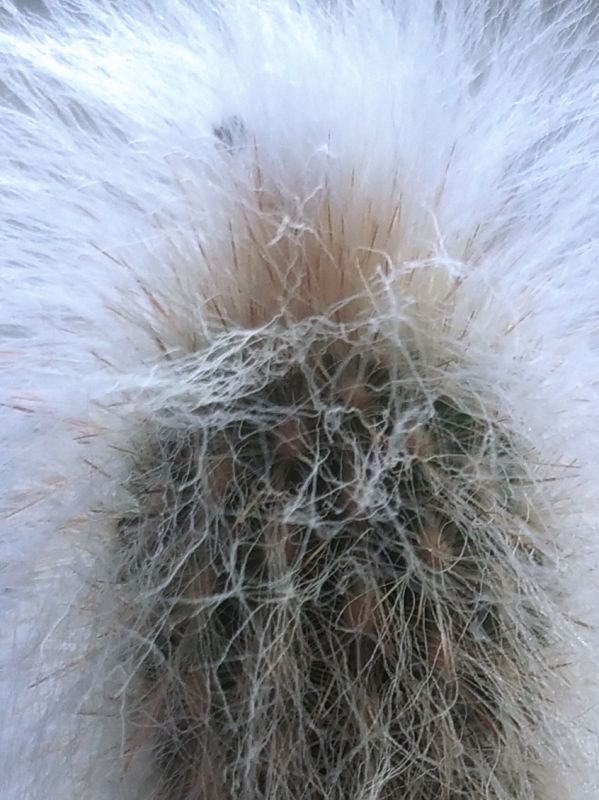 A photo of Cephalocereus senilis