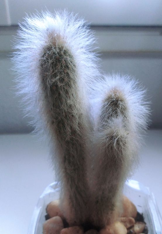 A photo of Cephalocereus senilis