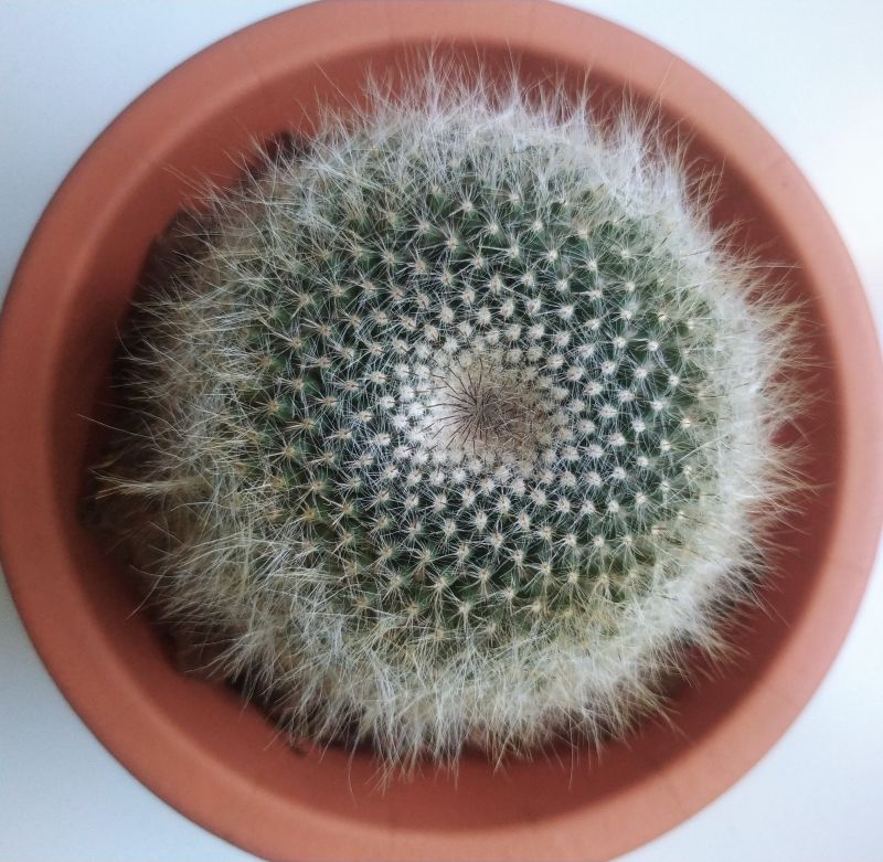 A photo of Mammillaria hahniana ssp. woodsii