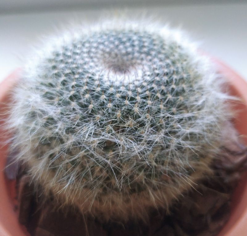 A photo of Mammillaria hahniana ssp. woodsii