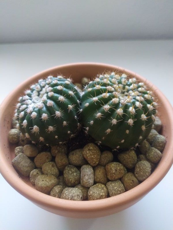 A photo of Notocactus uebelmannianus