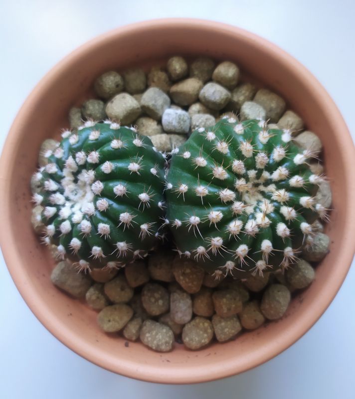 A photo of Notocactus uebelmannianus