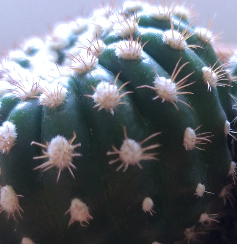 A photo of Notocactus uebelmannianus