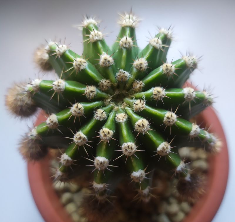 A photo of Echinopsis oxygona
